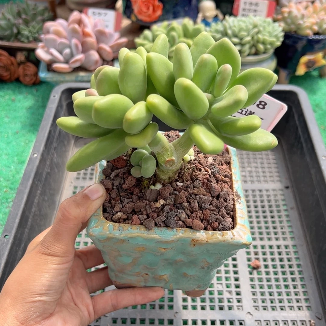 表妹精品多肉植物608.