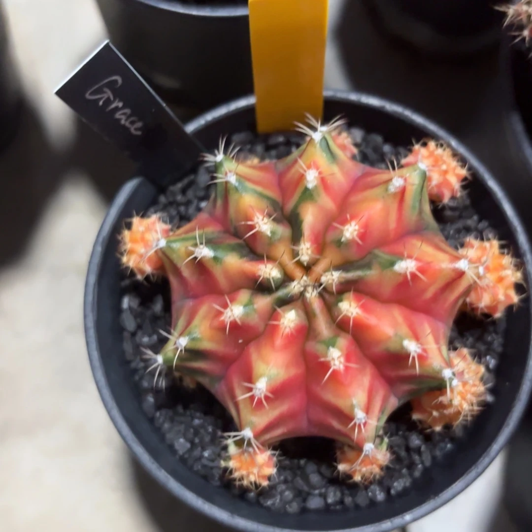 L678-0102泰国发货