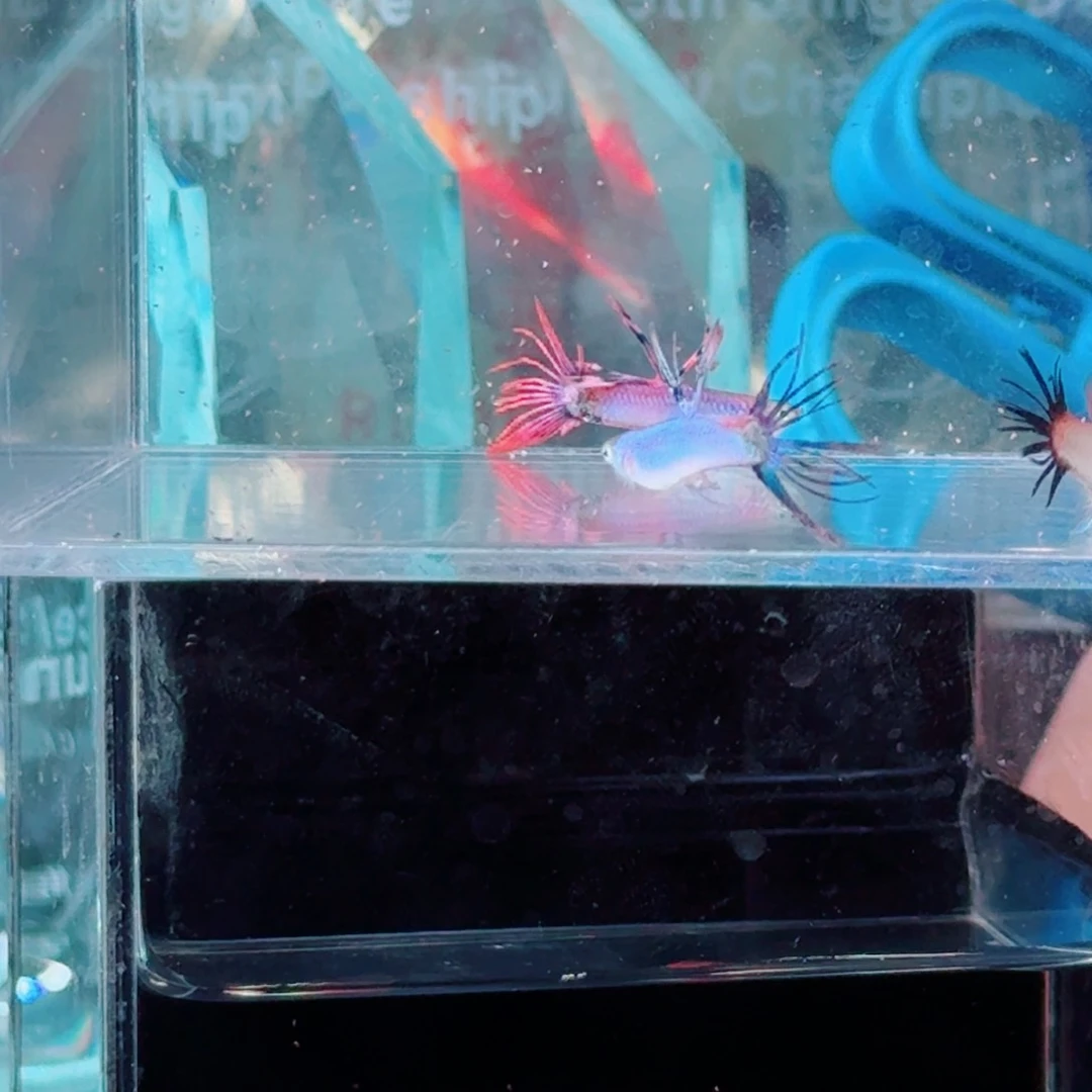 孔雀鱼两对马晶塔冠尾