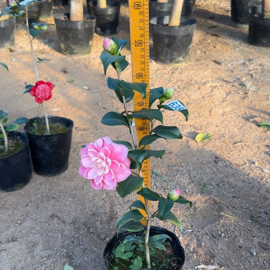 少量花朵（建议范围：2朵-5朵 或40%以下）635津川娇