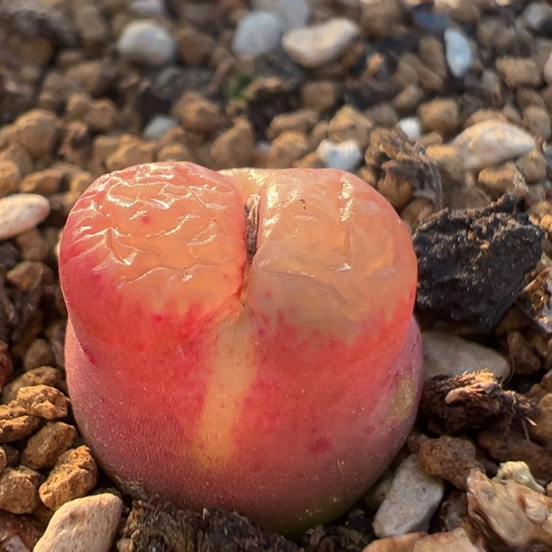 26多肉植物百科雪茄