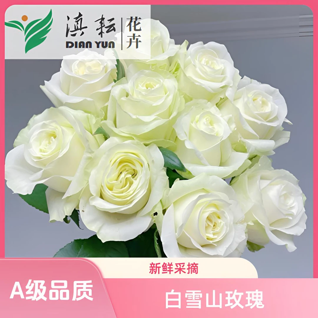 滇耘基地【白雪山玫瑰】云南高品质鲜花玫瑰 新鲜采摘发货