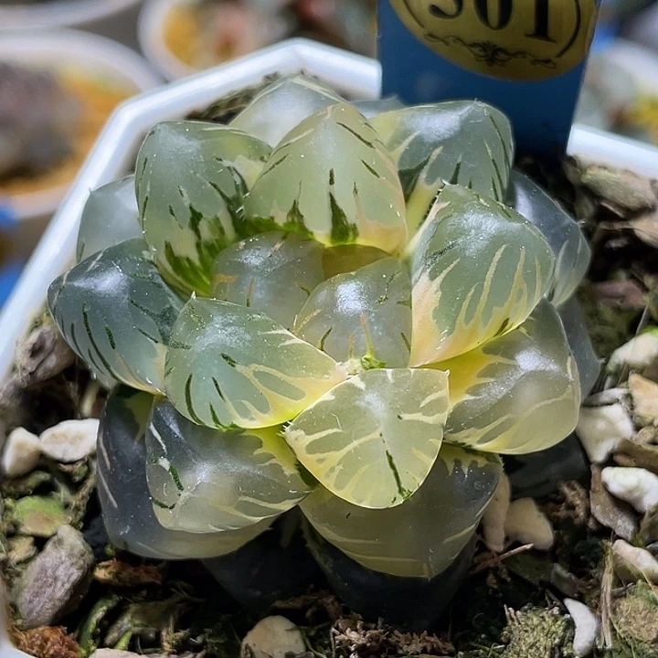 501皓月玉露锦亚成猪