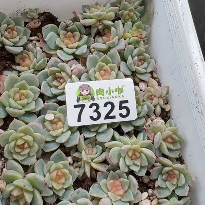 玲*多肉植物多肉植物
