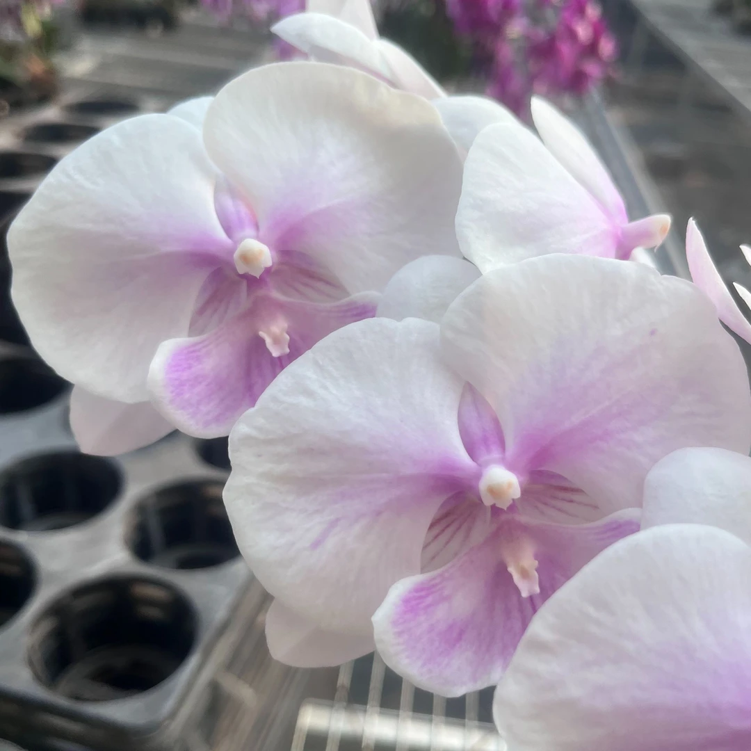 蝴蝶兰【甜美人】 掉一两朵花不售后介意勿拍