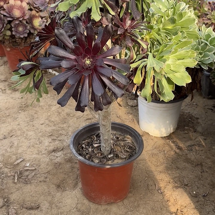 多肉植物水墨丹青40