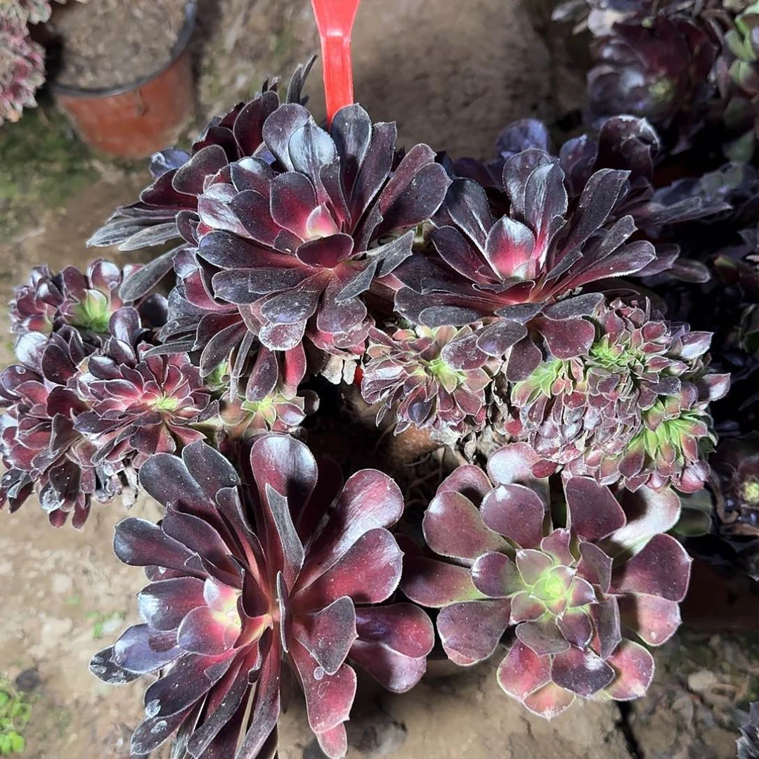 4198花娜缀化法师