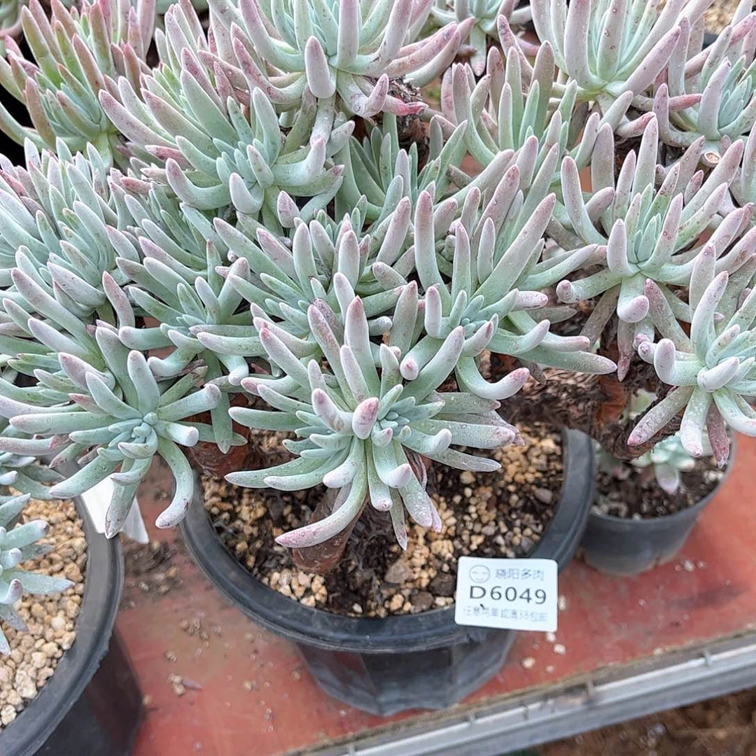 6049白鹭仙女杯多肉瑕疵