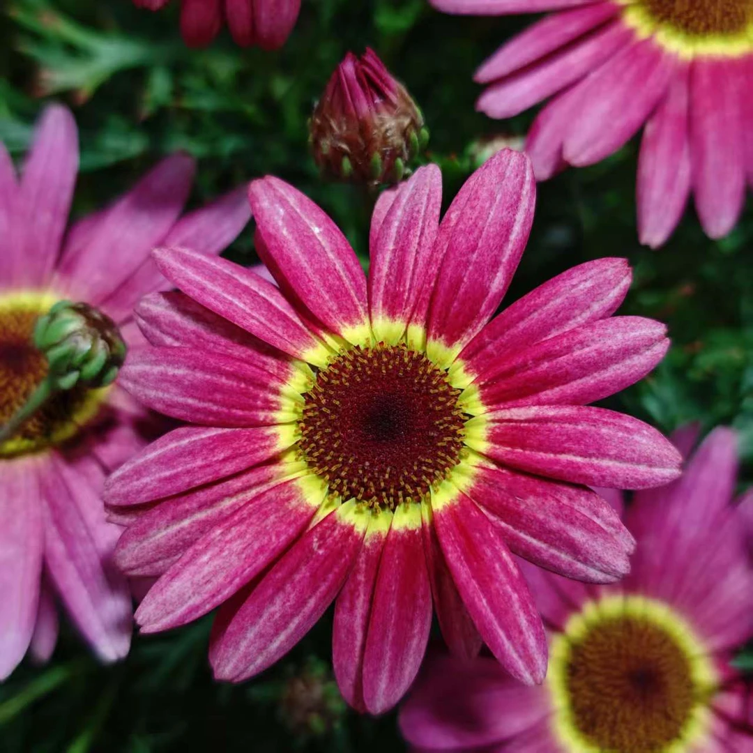 MC【格兰黛丝大眼睛】橘红色花苞发货星花怒放菊花四季开花庭院阳台