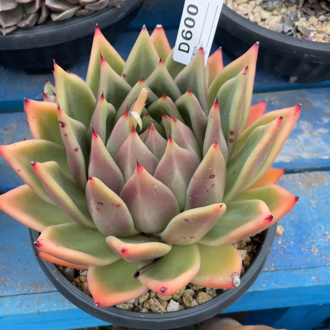 无花朵若如东云单拍D600