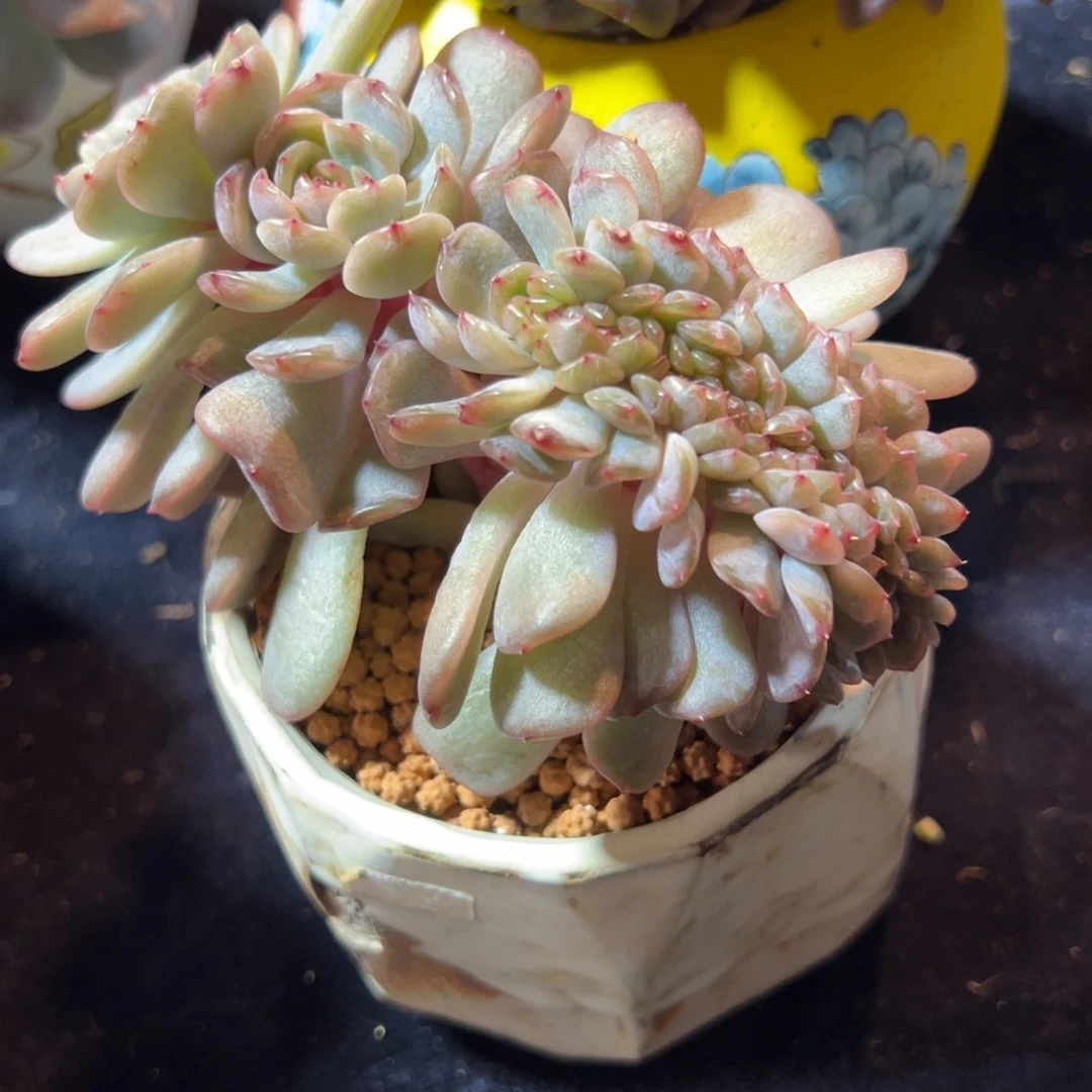 红恋缀 新年快乐 新年快乐