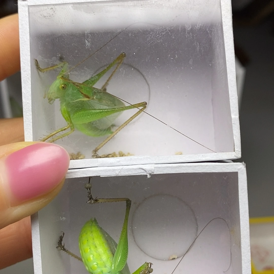 蟋蟀一大一小吧吧吧