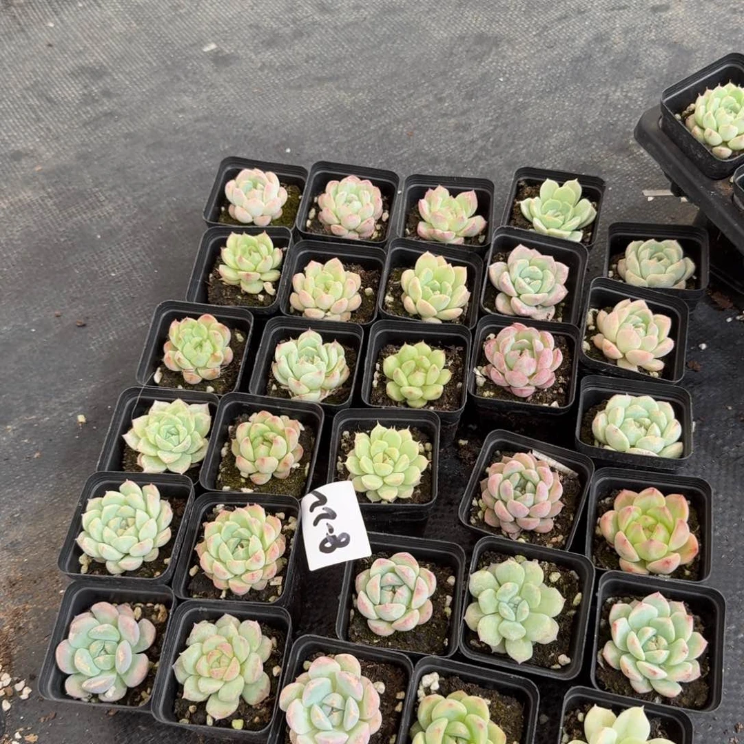 多肉杂交美尼糖心珍妮小量拍三十颗左八8-22