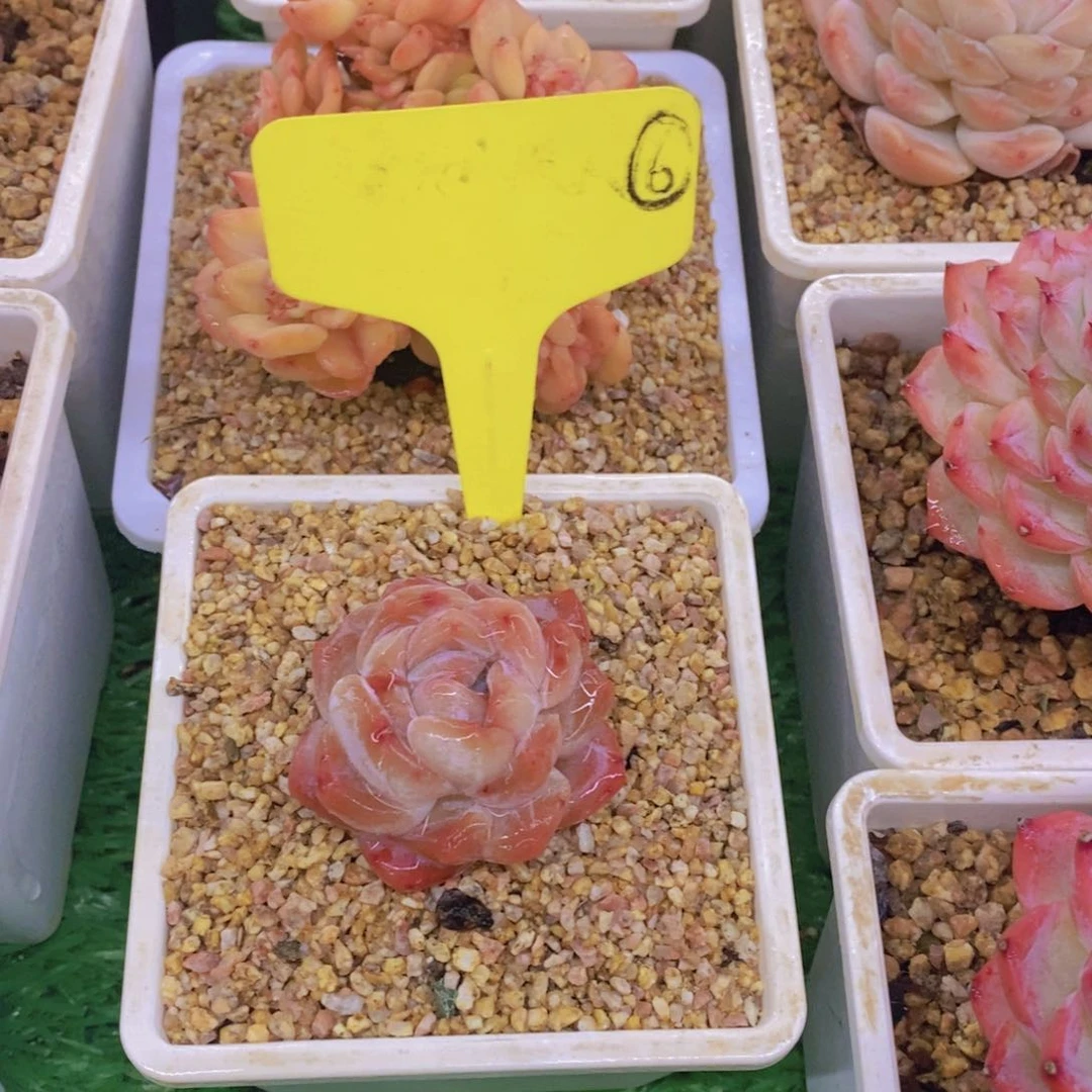 丽* 开心多肉植物多肉