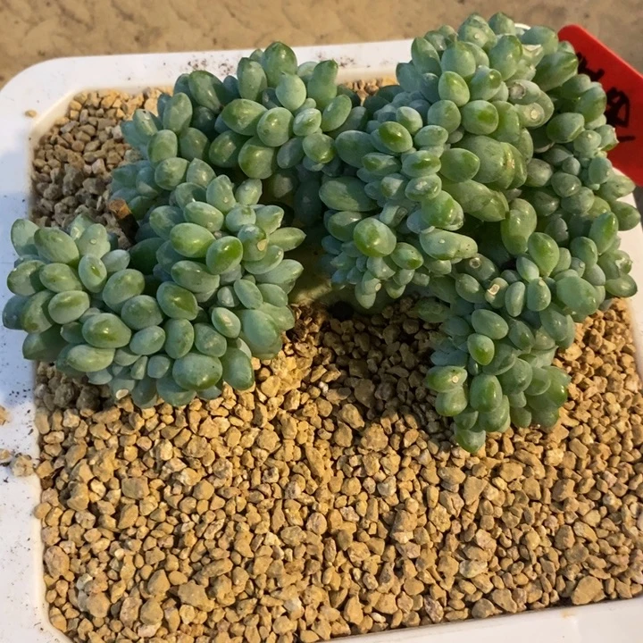 拂***曦888888888888888888