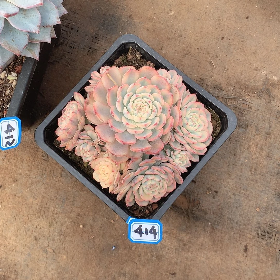 414姬莲锦一物一拍多肉