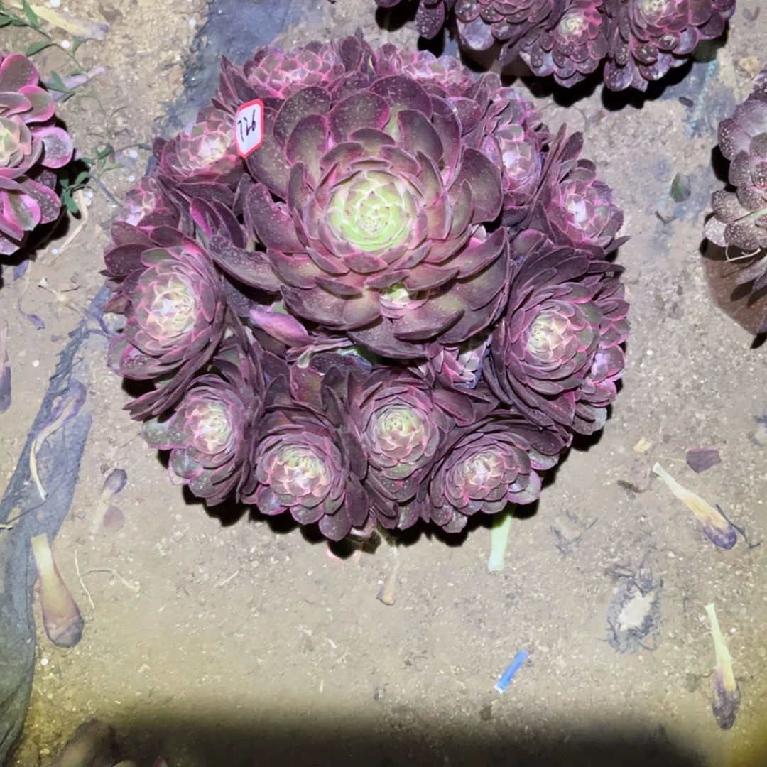 花**子726多肉植物粉花妖