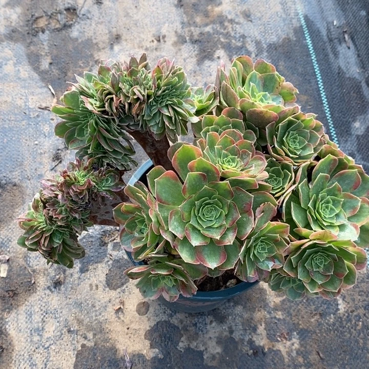 奶白缀38多肉植物法师法师