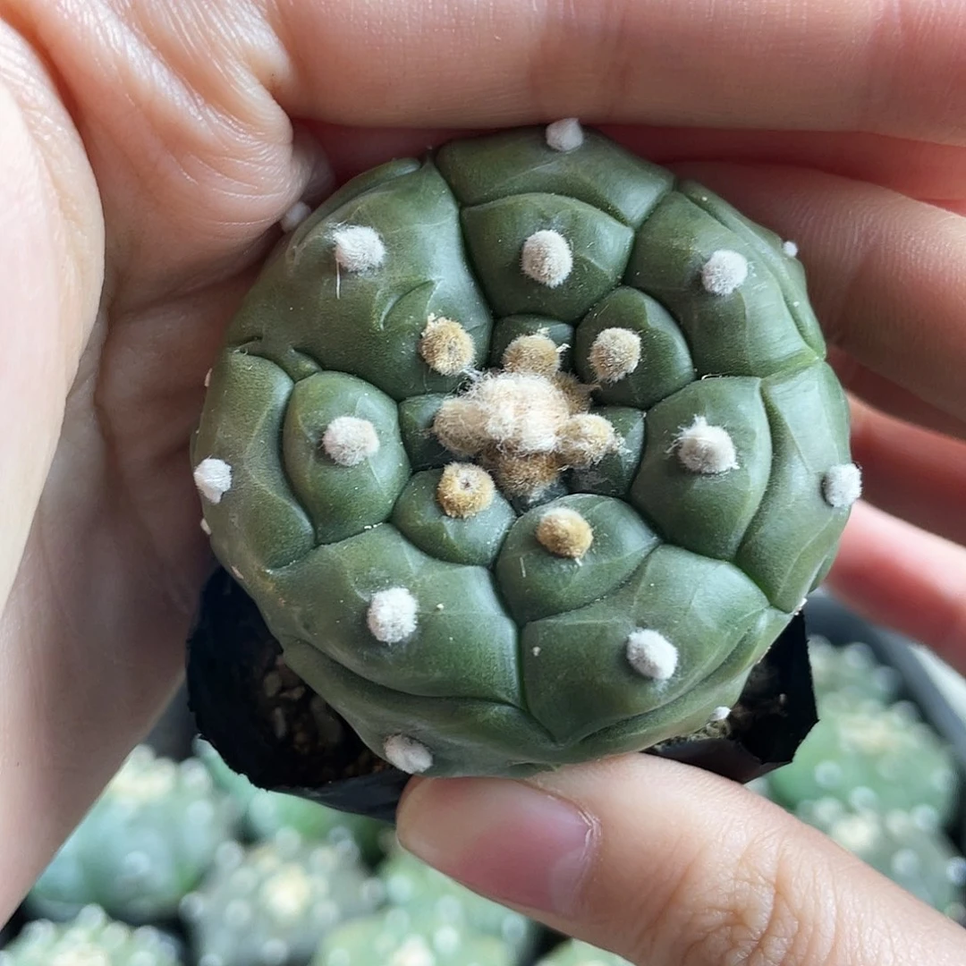 4.3cm实生福利龟甲兜带盆