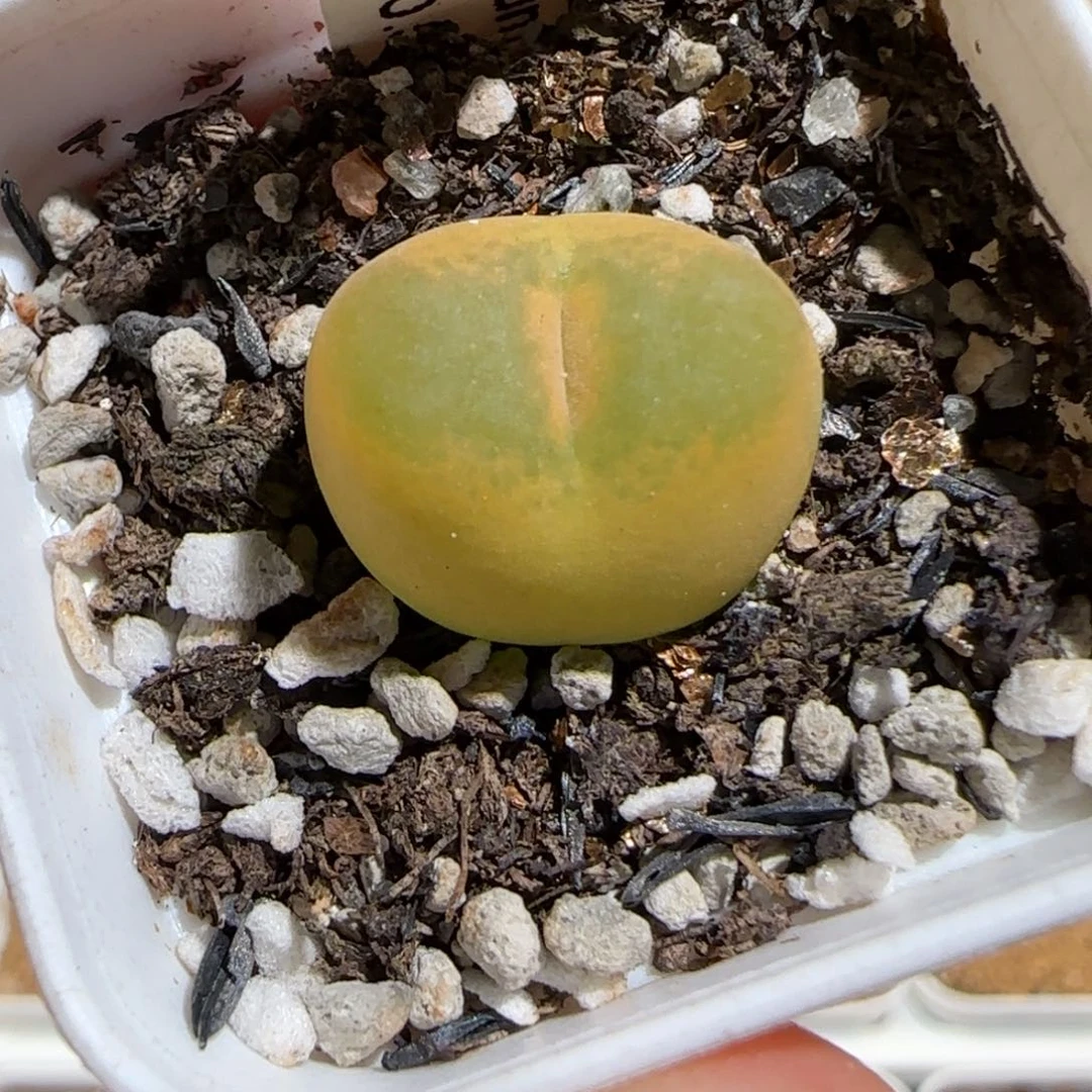 闲***晏肉锥多肉植物组合-1430.505、702