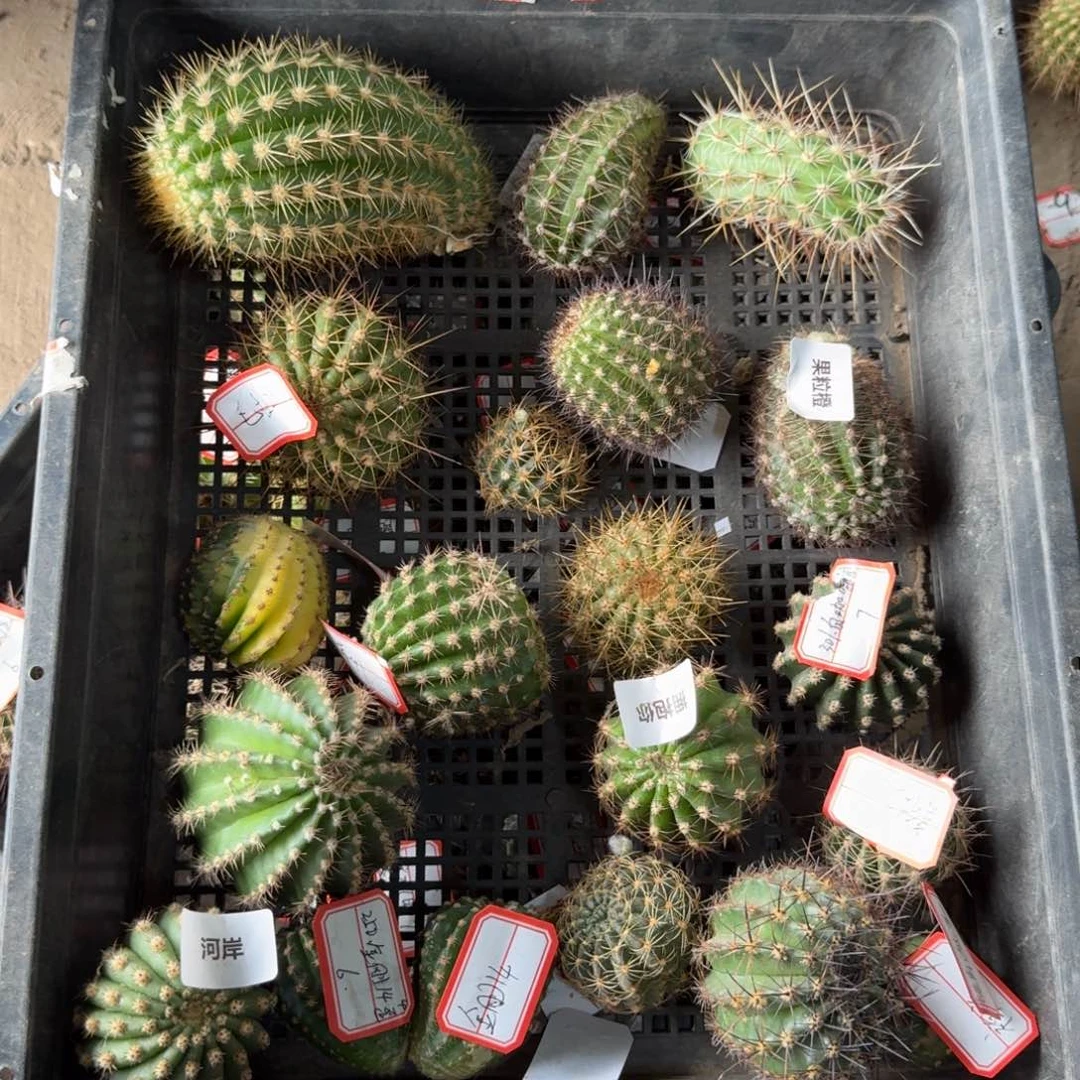 266无名侧牙2个无根3公分左右斑20包邮