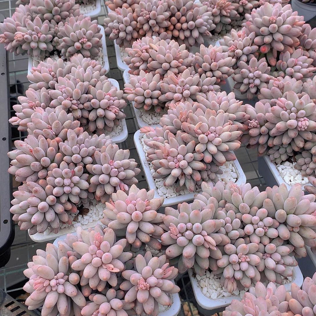 婴儿手指235678899900