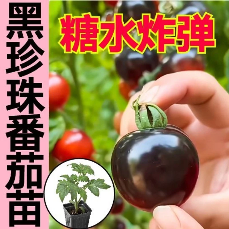 小黑番茄种苗黑樱桃蔬菜种苗春秋冬季四季壮苗水果种籽可盆栽地栽