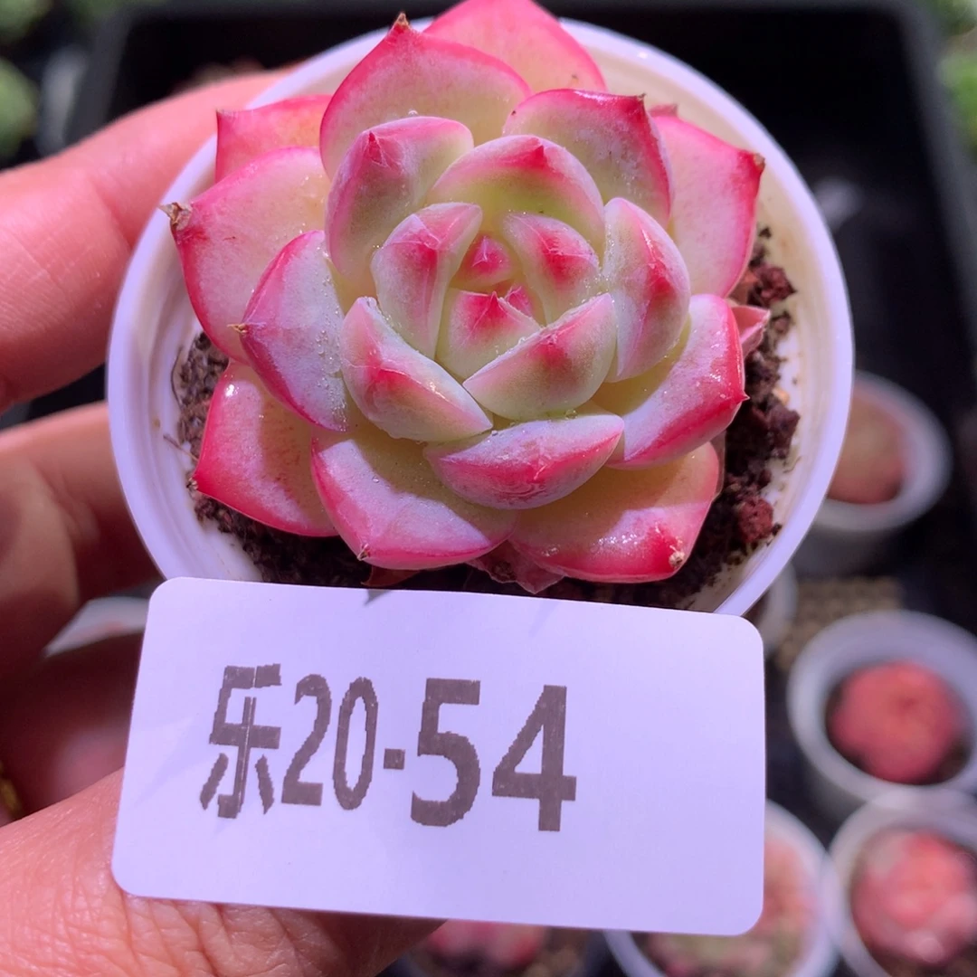 乐然20-54 新品单头