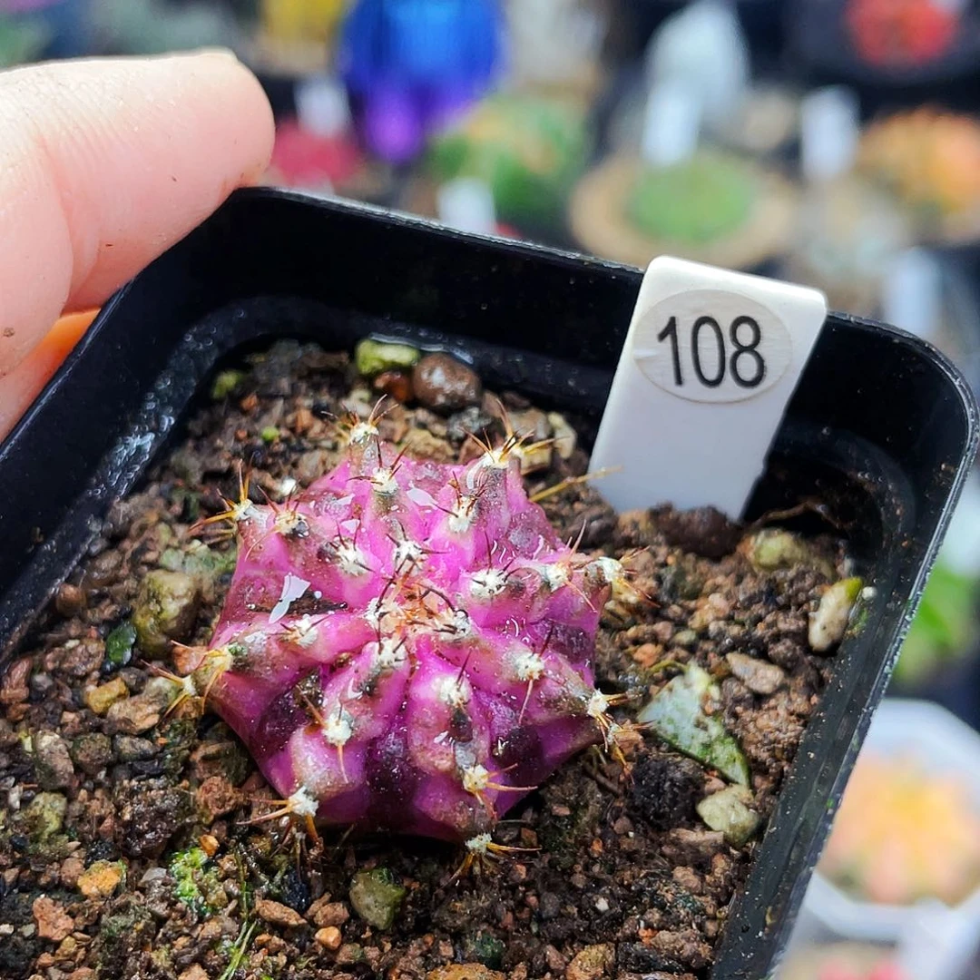 非偏远地区满25包邮仙人球