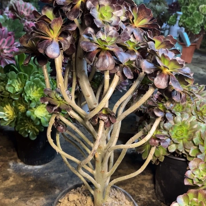 839玫瑰圆叶多肉一物一拍