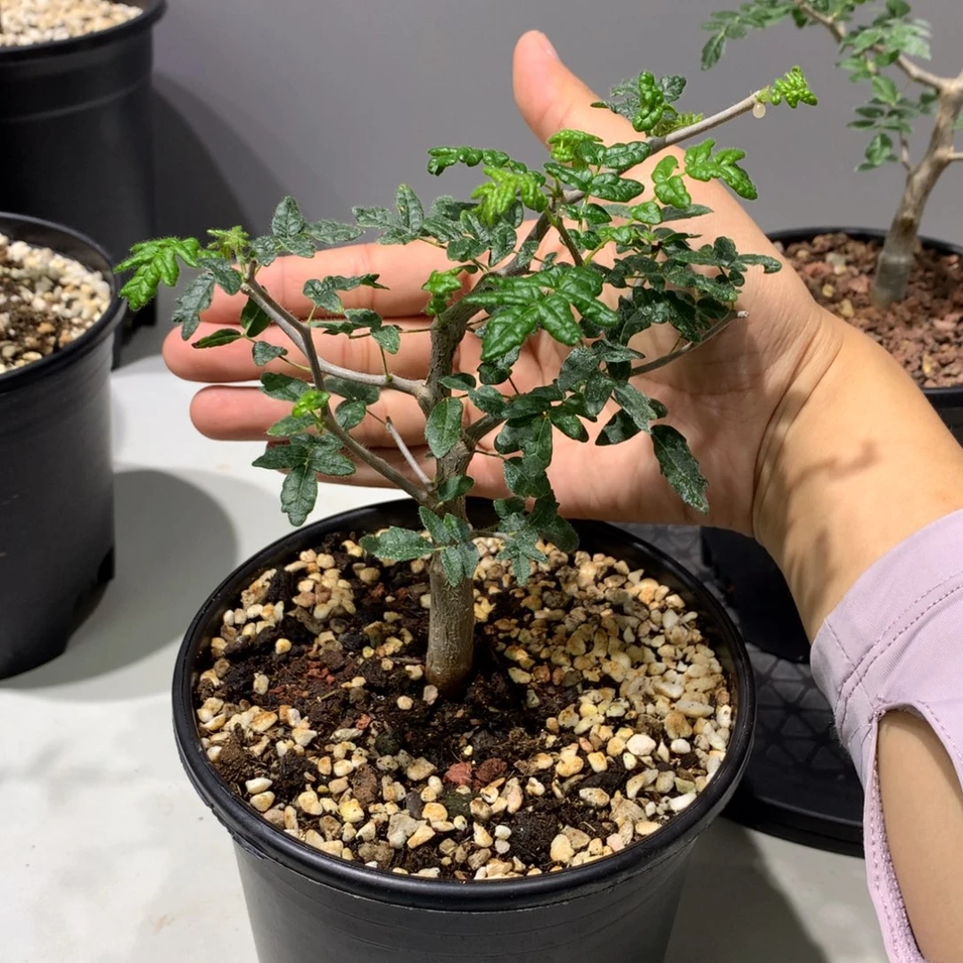 A***单完全开放滔天橄榄实生带盆