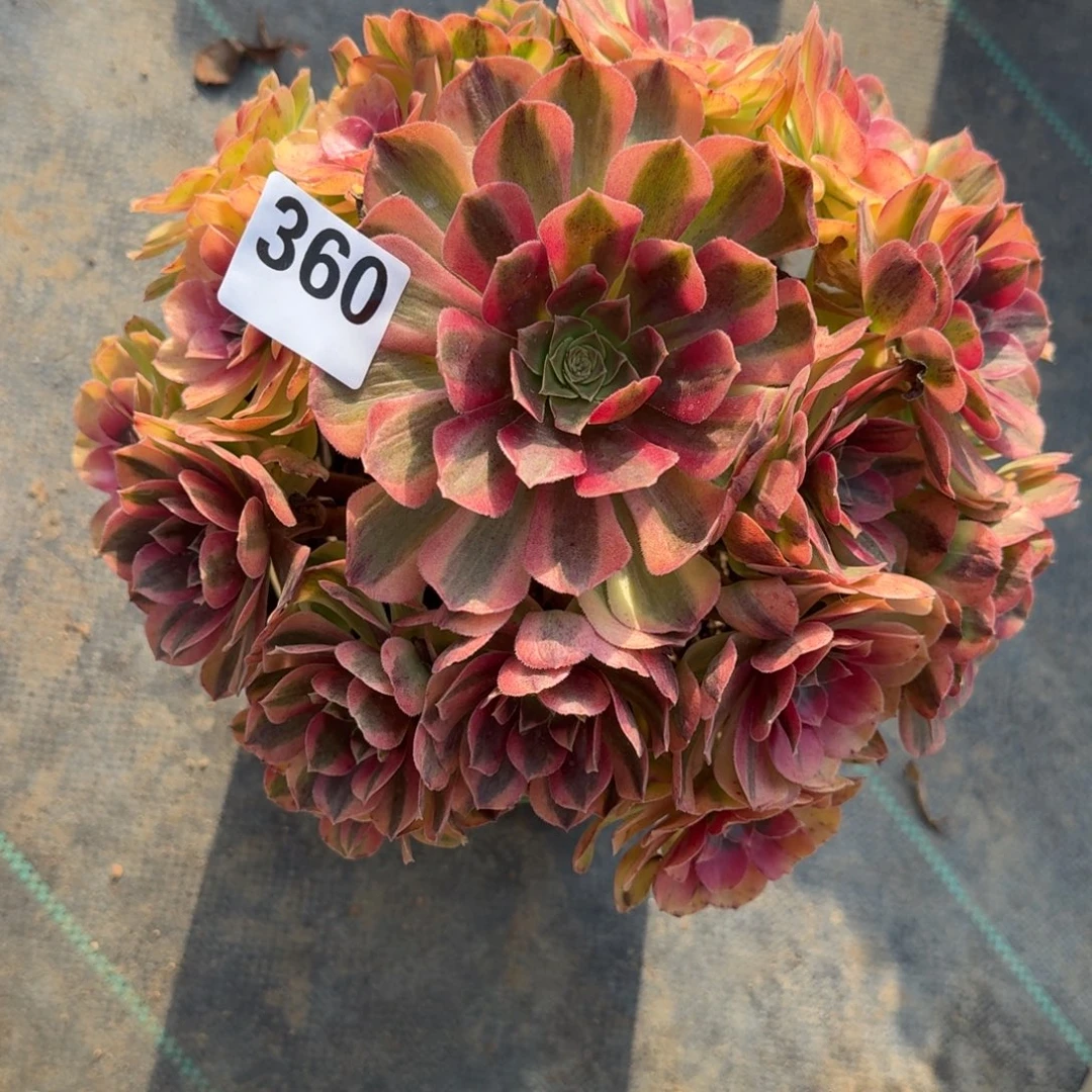 360雨河多肉植物对了