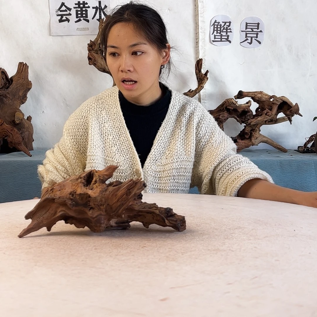 周末福利沉木造景爬宠造景