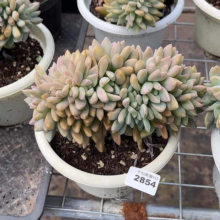 是***呀阿雅园艺。          2854淡雪缀