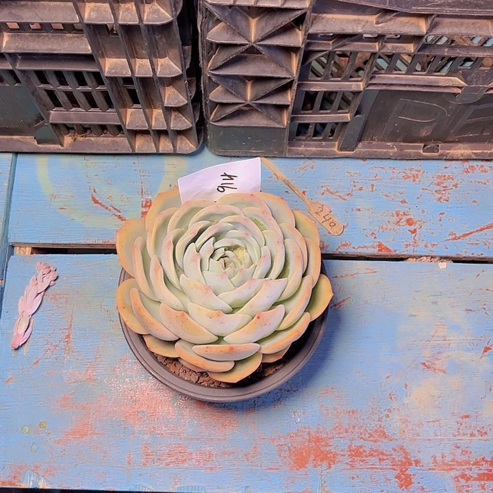 沧**粟914////////////////