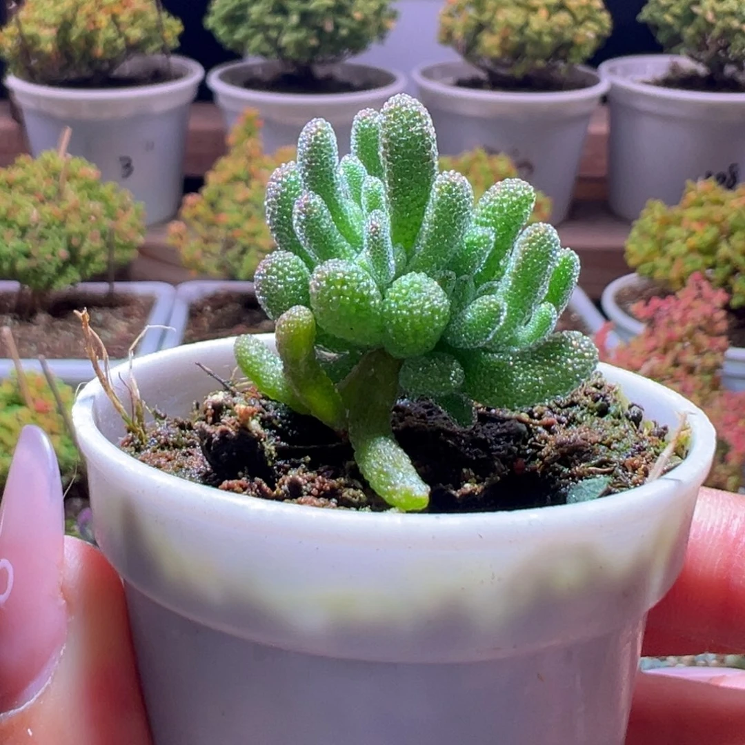 128冰晶杂一物一拍带盆土发货