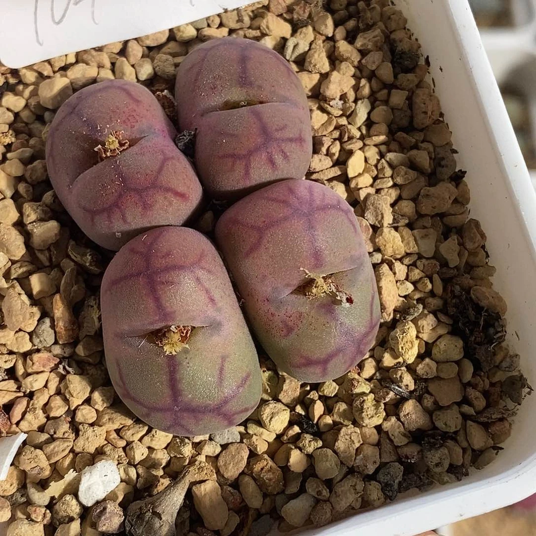 ?****?104-105-杂交母本gghhn