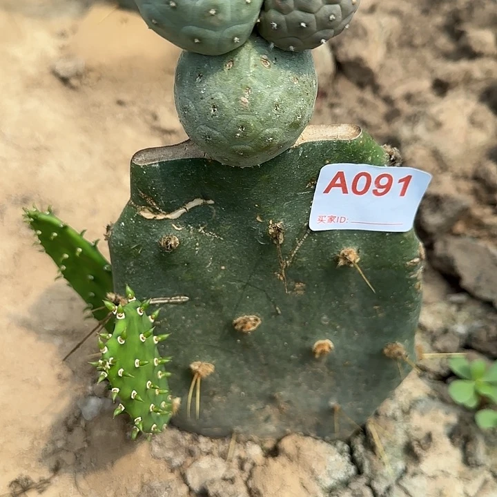 *****无花朵嫁接无刺洞洞习091