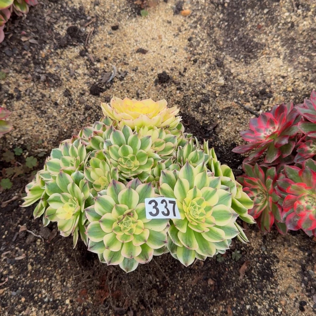 337多肉植物伊丽莎白
