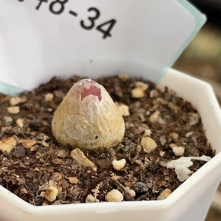 8-34灯泡多肉植物