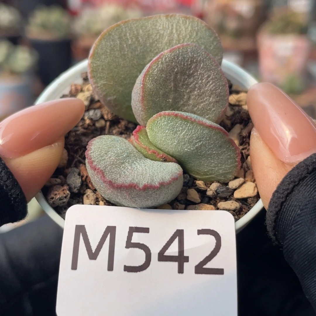 78号磨砂蛋。  542。