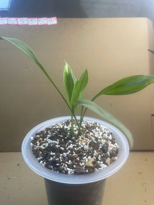 绿植.花卉盆景.美观大方