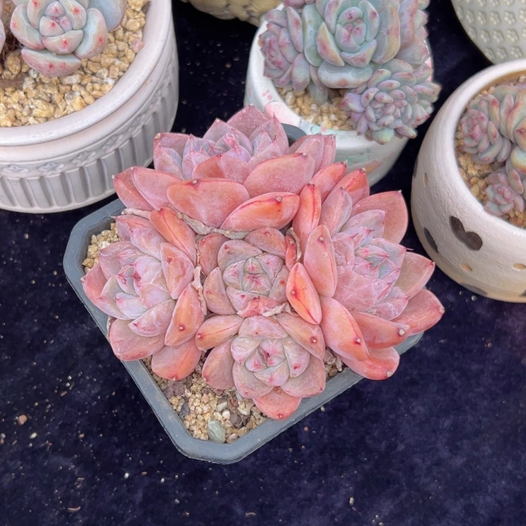 新年快乐 新年快乐