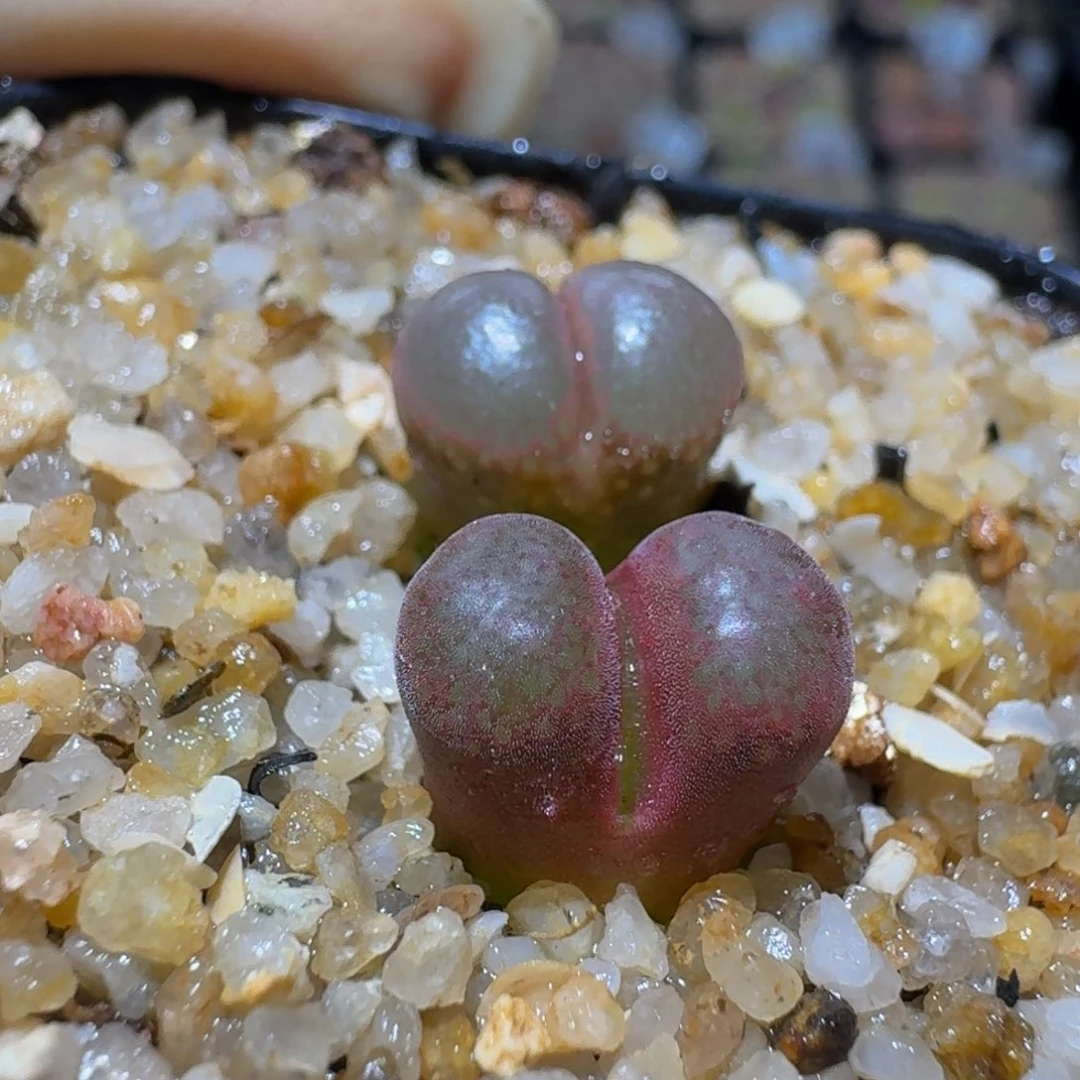 ZzzZz生石花肉锥1267