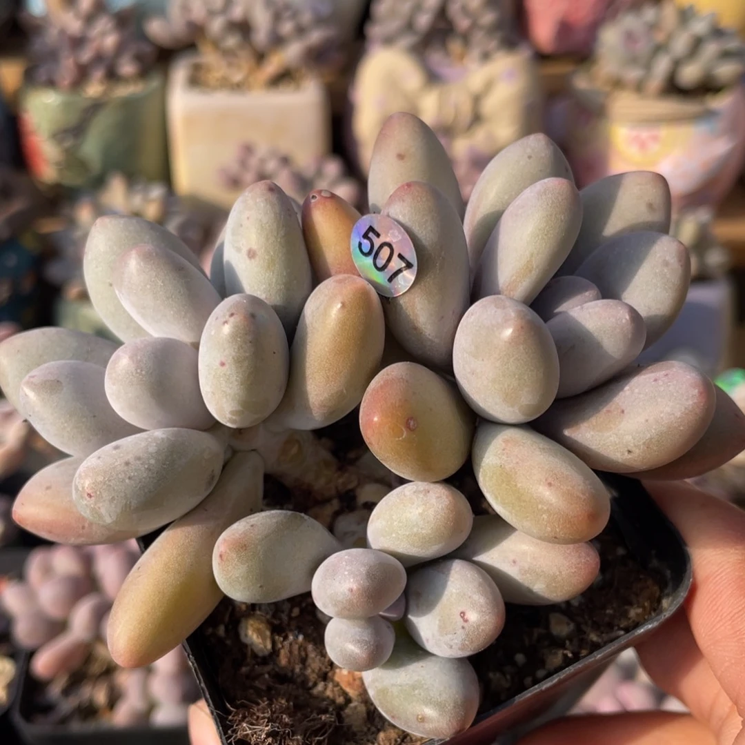 紫恩奶酪多肉植物