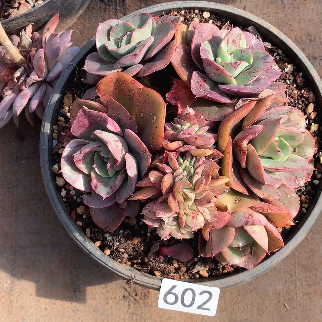 602 一物一拍多肉