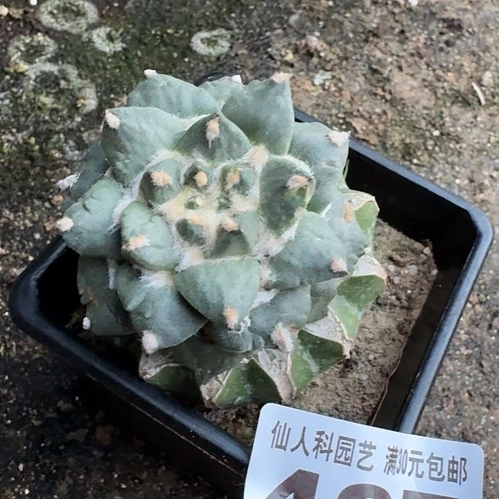 无花朵435白肌龙尾怒东三