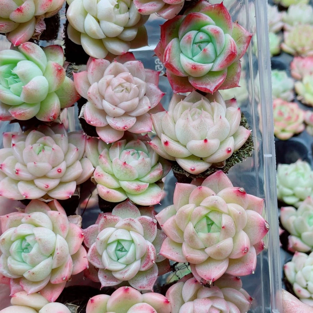 开心快乐幸福073