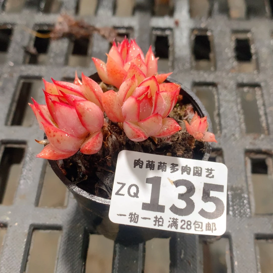 肉萌萌拇指盆精控多肉ZQ135