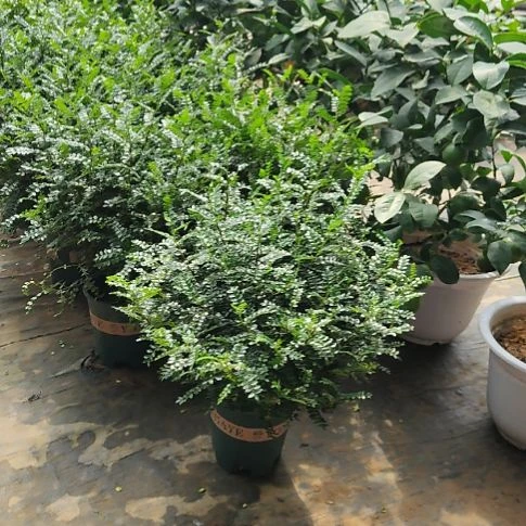 完全开放清香木顺丰包邮